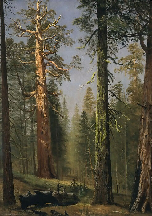 Los Angeles County Museum of Art – Albert Bierstadt - Giant Sequoia 'Grizzly', Mariposa Grove, California 70x100 Canvas