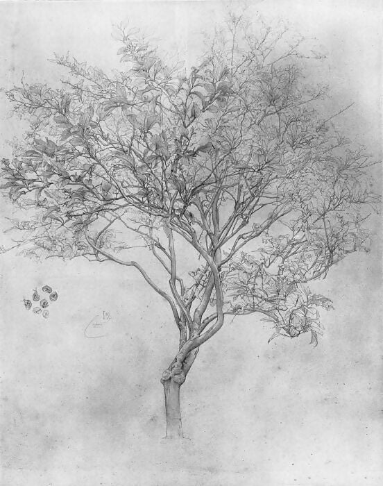 Frederic Leighton – Sketch of a Lemon Tree 140x187 Canvas