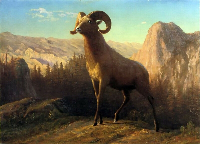 Albert Bierstadt – Mountain Ram, Montana 140x187 Canvas