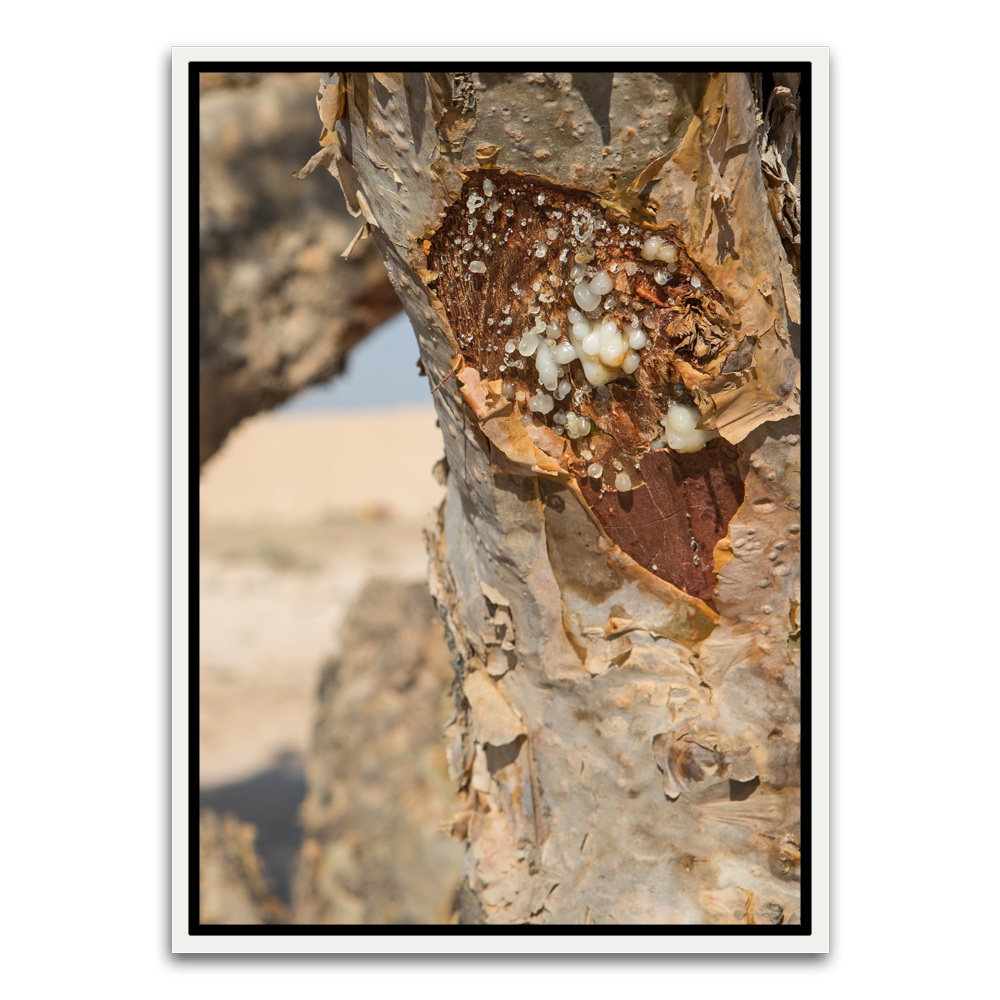 Tree trunk White Canvas frame acrylic canvas Frames