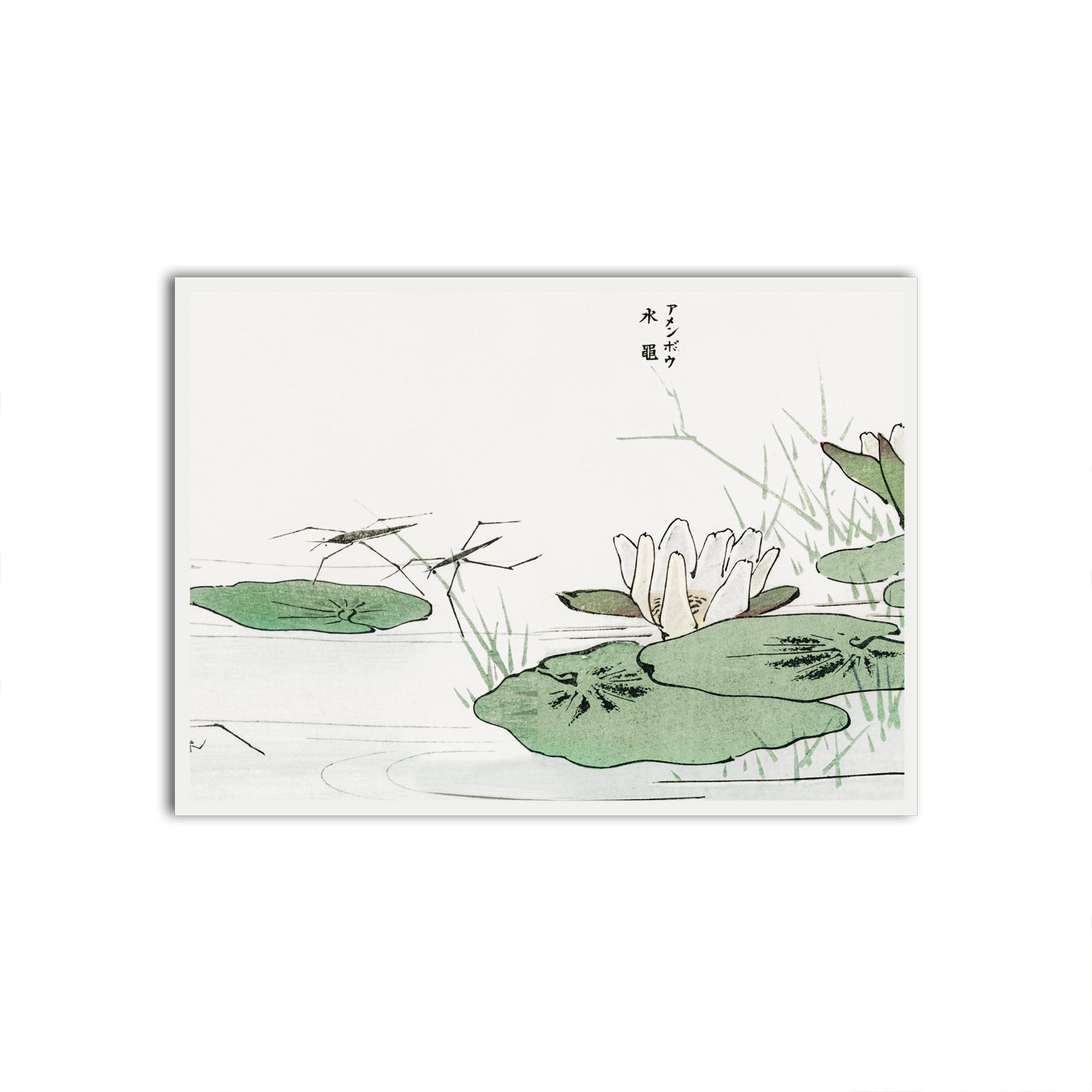 Tranquil Pond Serenity White Printed frame acrylic canvas Frames