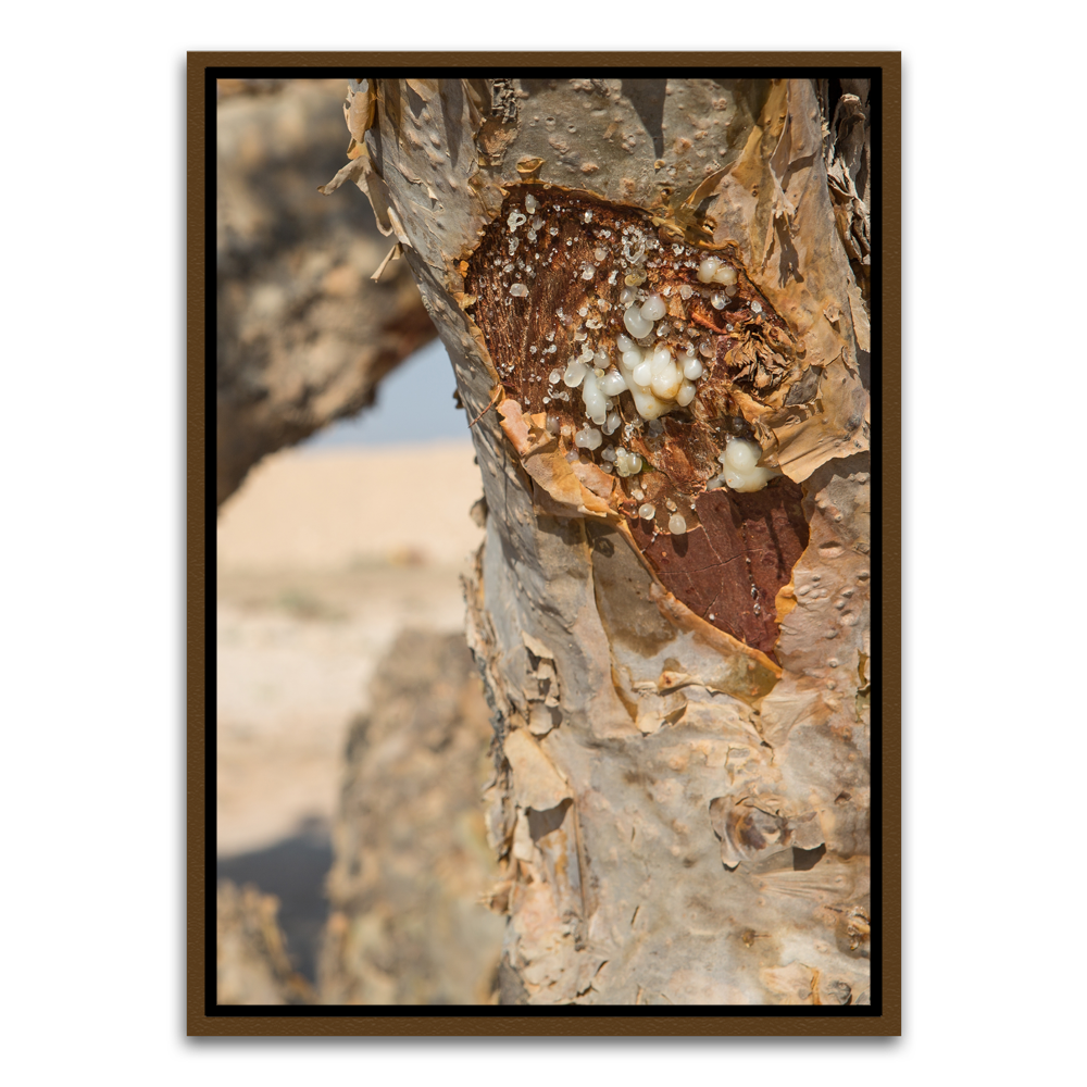 Tree trunk Brown Canvas frame acrylic canvas Frames