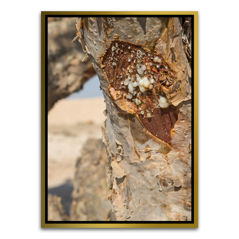 Tree trunk Gold Canvas frame acrylic canvas Frames