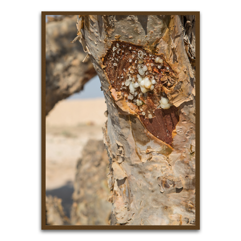 Tree trunk Brown Printed frame acrylic canvas Frames