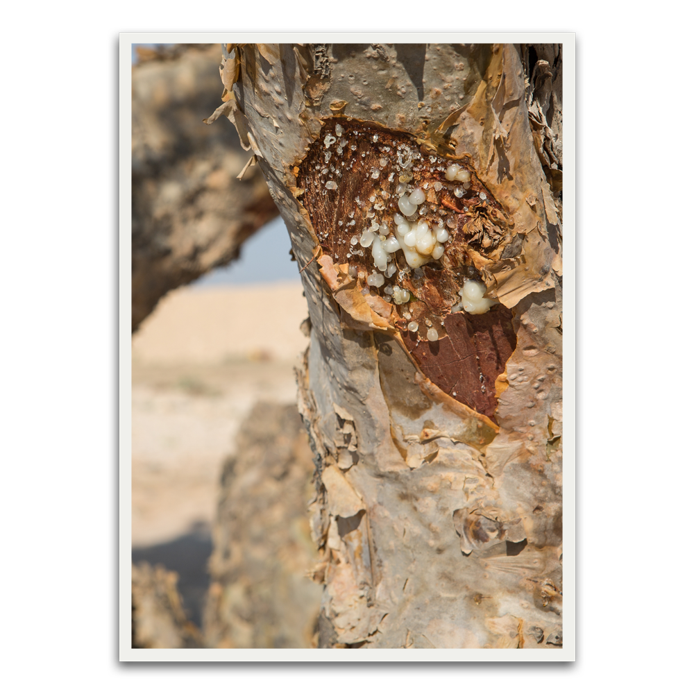 Tree trunk White Printed frame acrylic canvas Frames