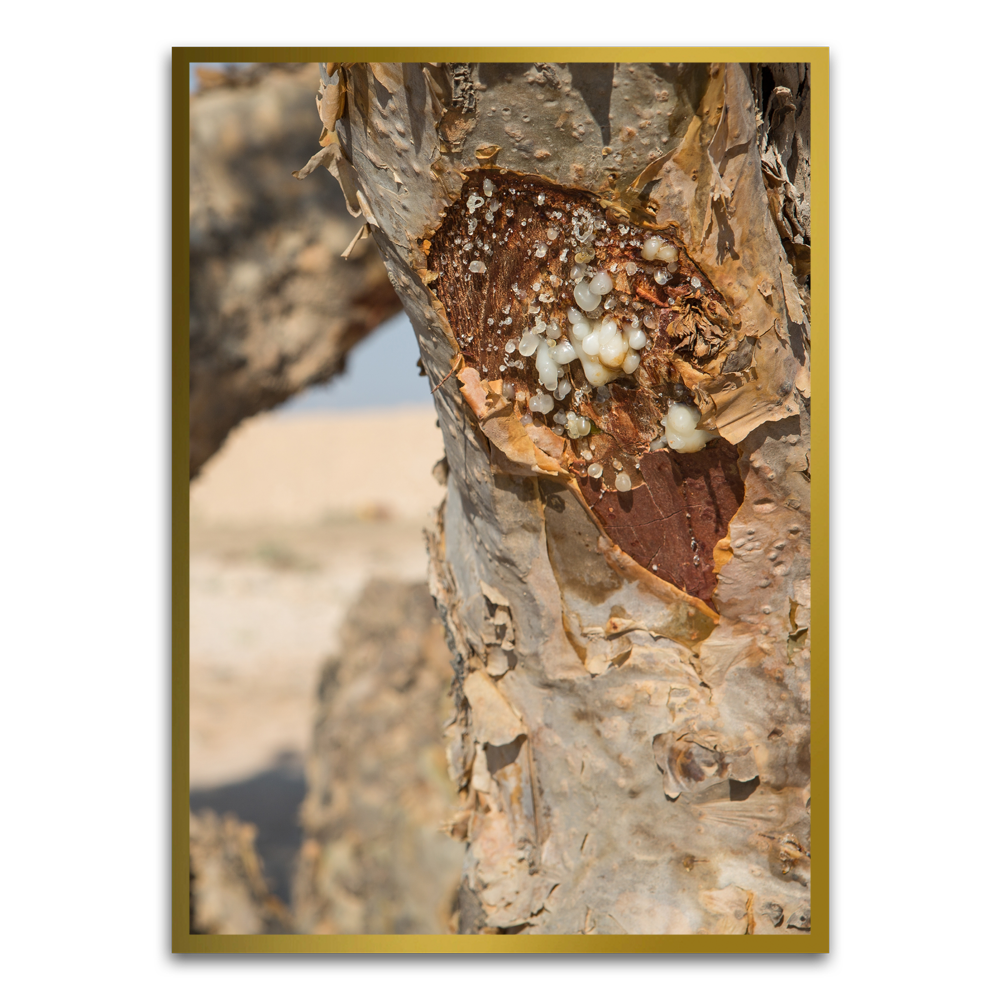 Tree trunk Gold Printed frame acrylic canvas Frames