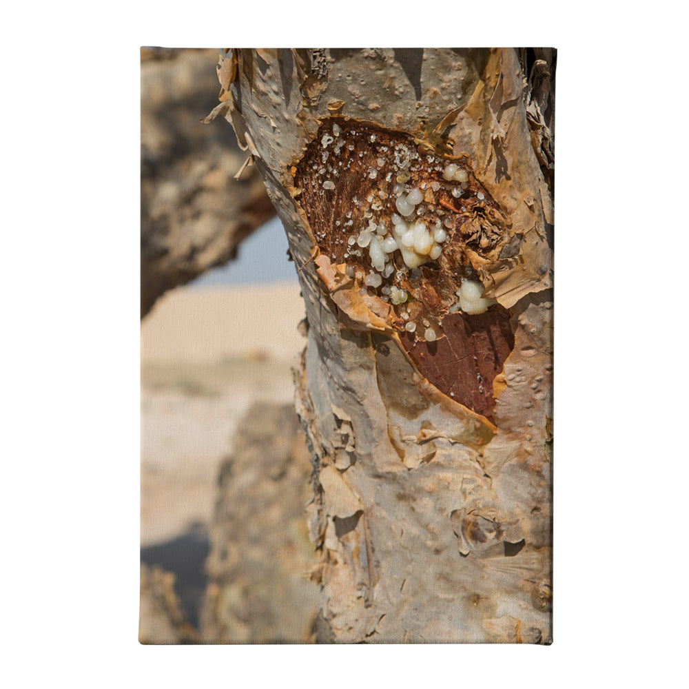 Tree trunk Canvas acrylic canvas Frames