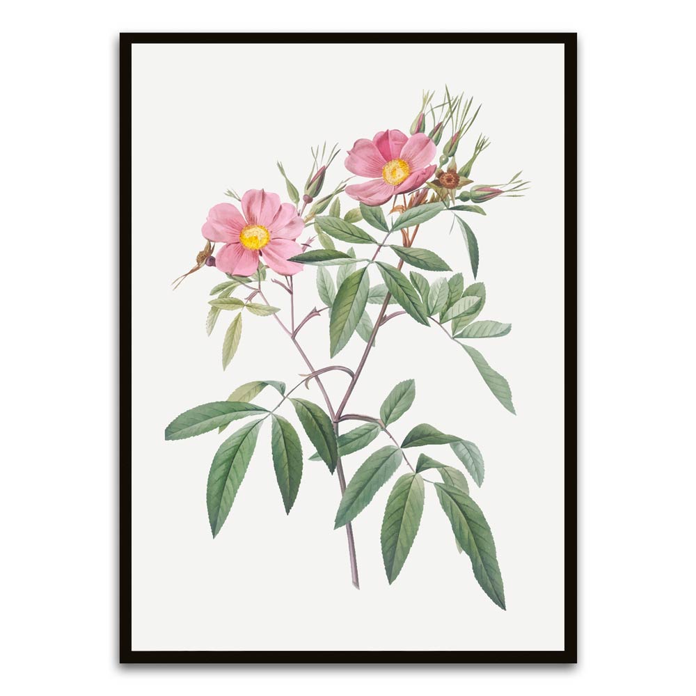 Botanical Art 1 Black Printed frame acrylic canvas Frames