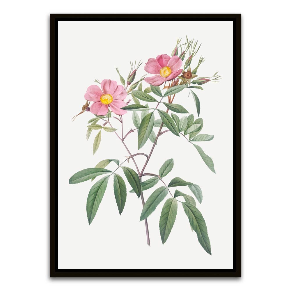 Botanical Art 1 Black Canvas frame acrylic canvas Frames