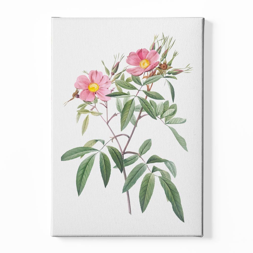 Botanical Art 1 Canvas acrylic canvas Frames