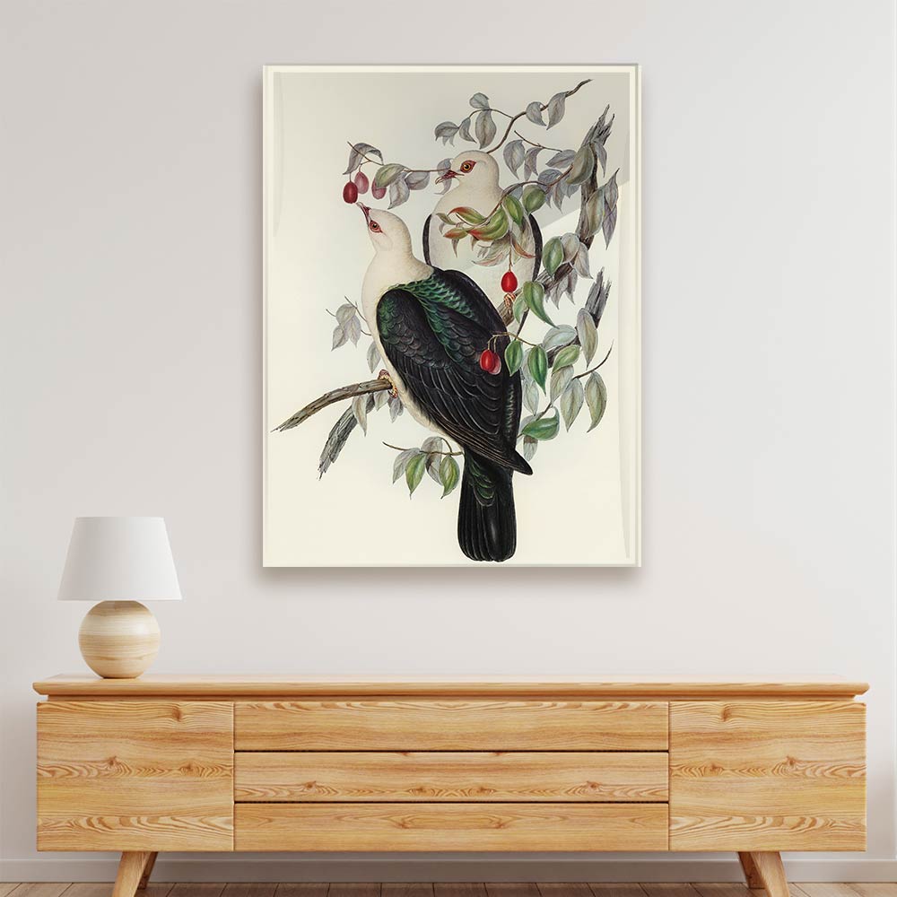 White Head Pigeon Acrylic acrylic canvas Frames