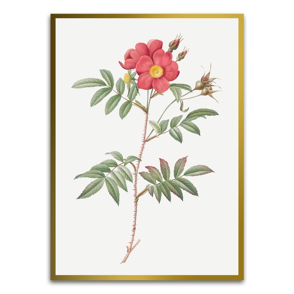 Botanical Art 2 Gold Printed frame acrylic canvas Frames