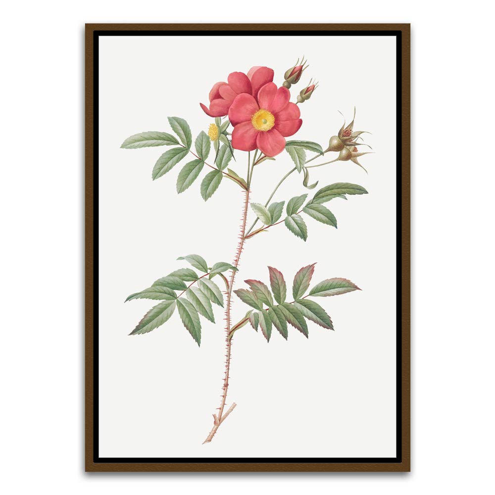 Botanical Art 2 Brown Canvas frame acrylic canvas Frames