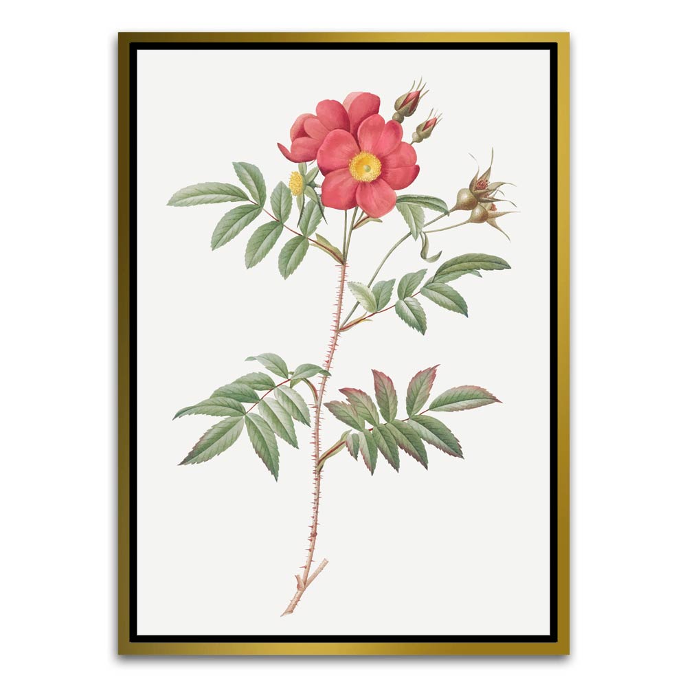 Botanical Art 2 Gold Canvas frame acrylic canvas Frames