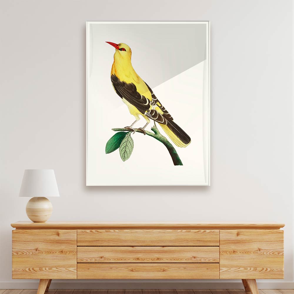 Golden Oriole Bird Acrylic acrylic canvas Frames