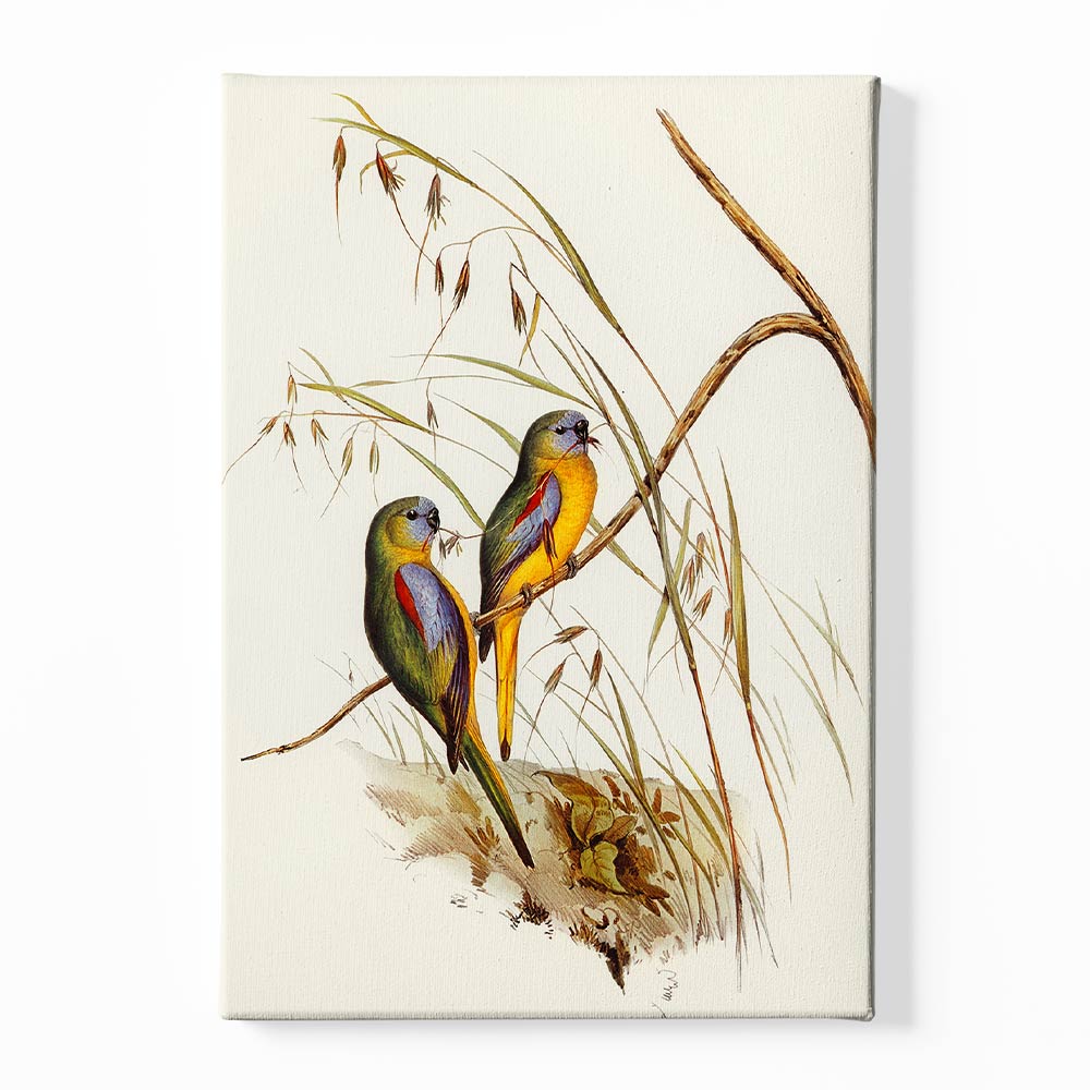 Baby parrot 1 Canvas acrylic canvas Frames