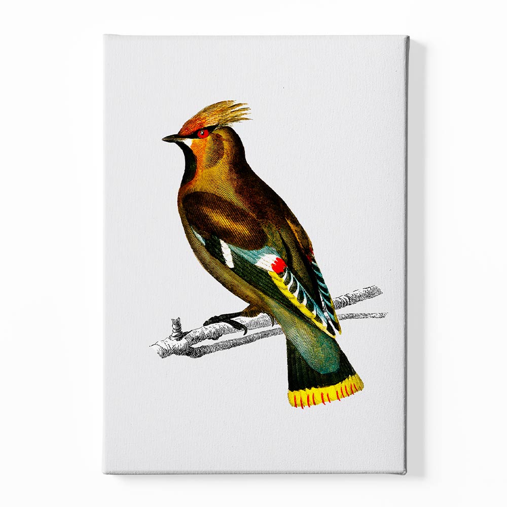 Bohemian waxwing Canvas acrylic canvas Frames