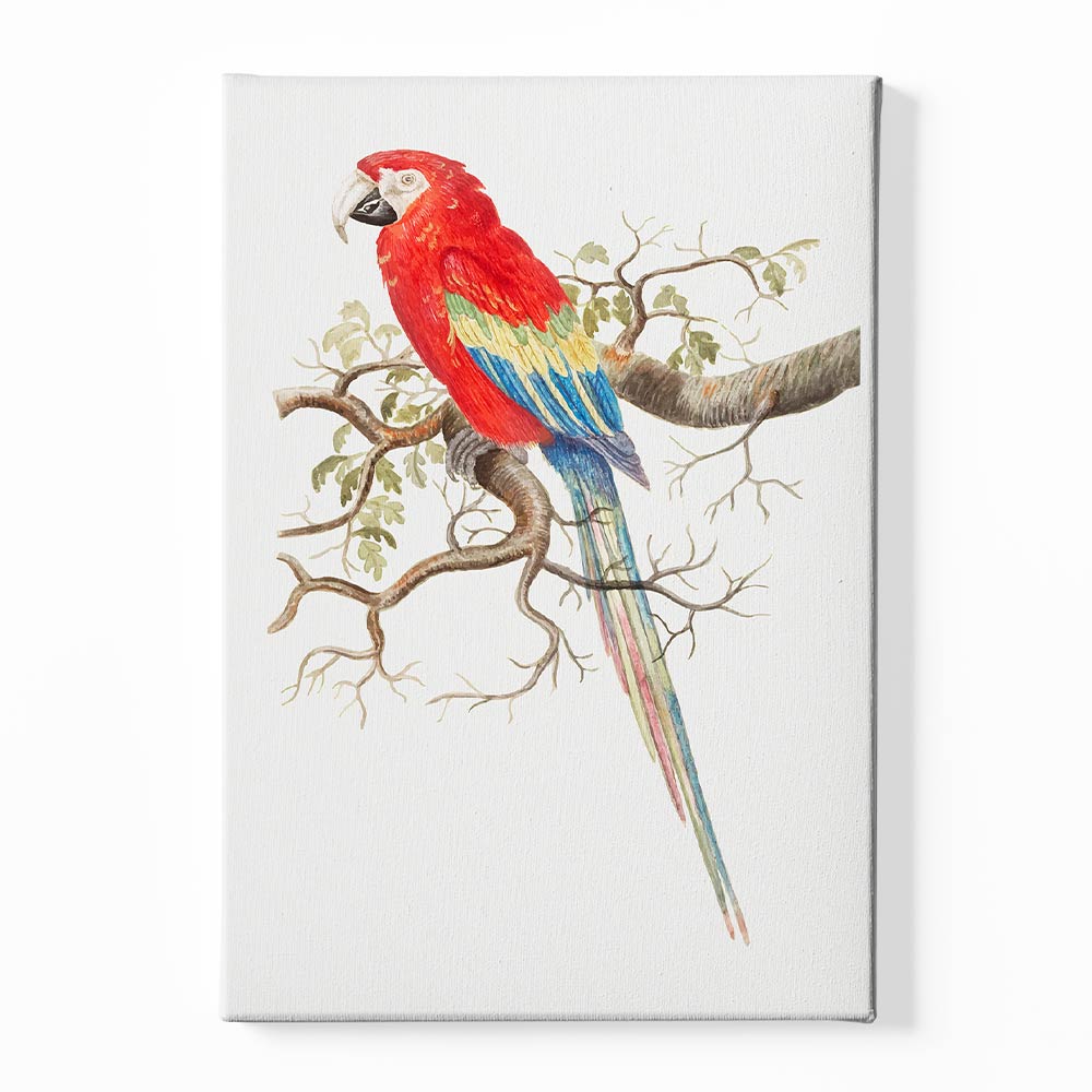 Parrot Canvas acrylic canvas Frames