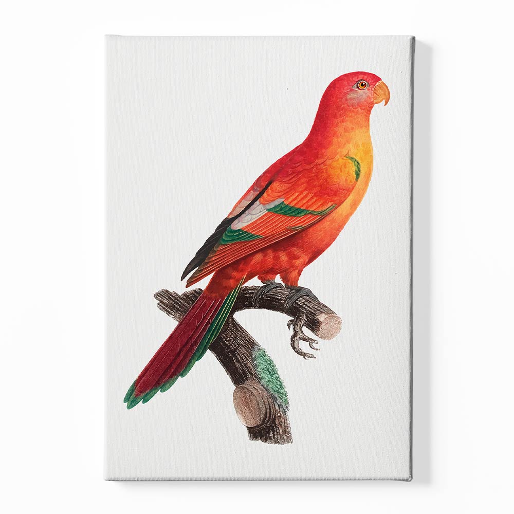 Shining Parrot Canvas acrylic canvas Frames