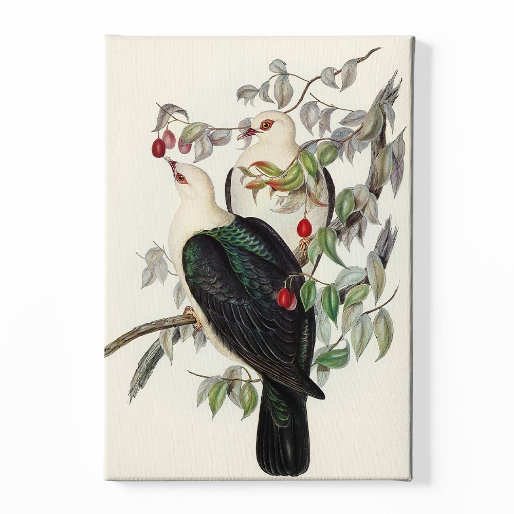 White Head Pigeon Canvas acrylic canvas Frames