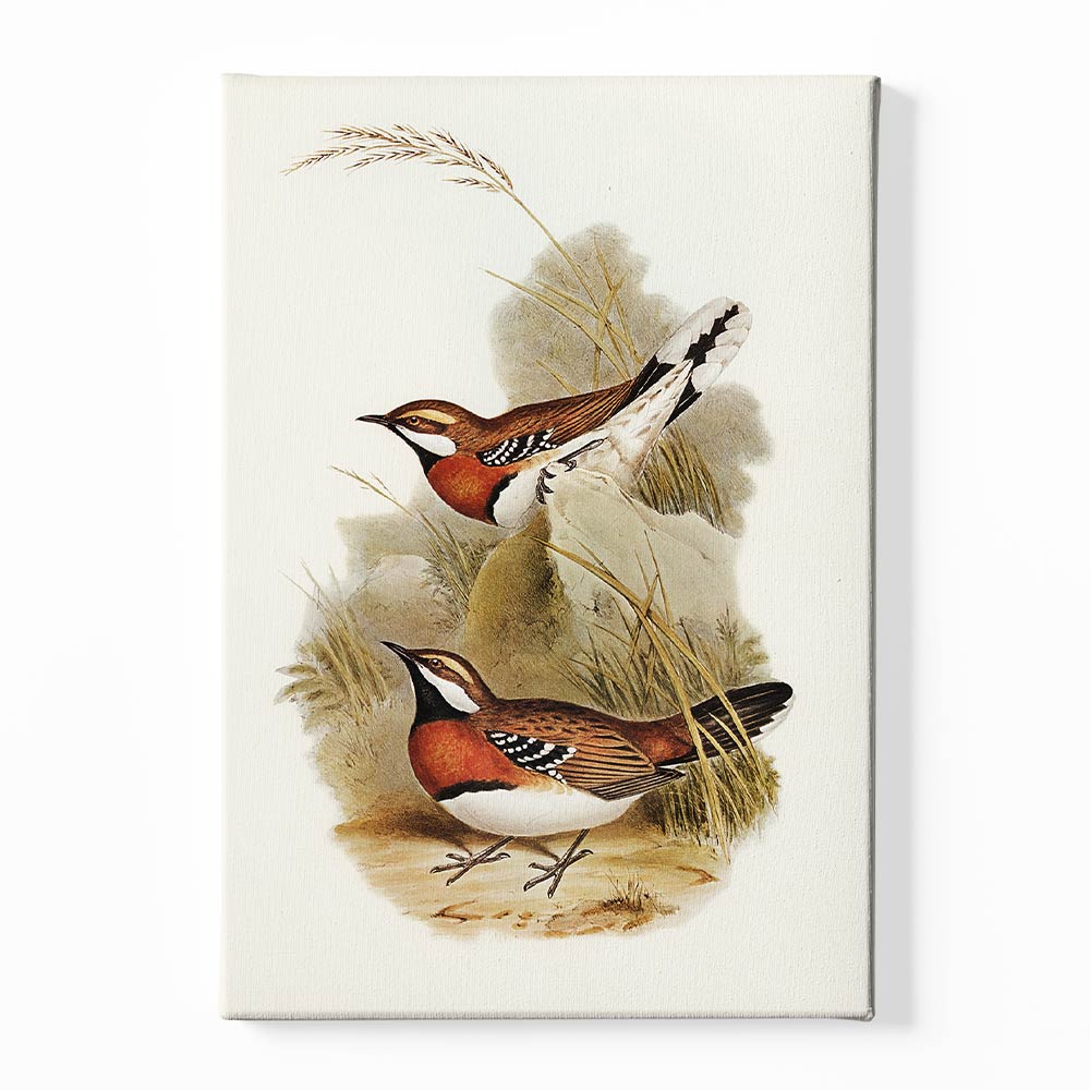 Antique bird Canvas acrylic canvas Frames