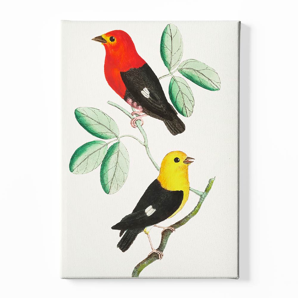 Colourful bird Canvas acrylic canvas Frames