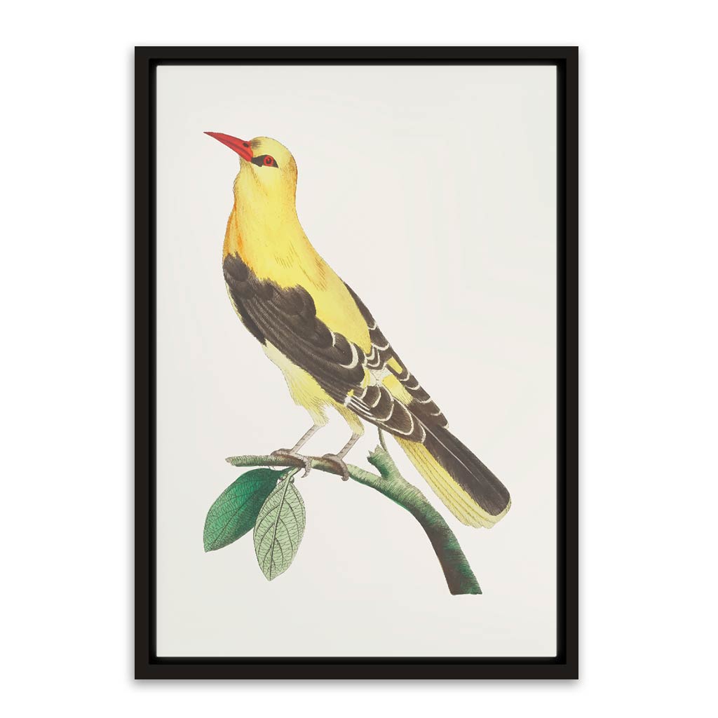 Golden Oriole Bird Black Canvas frame acrylic canvas Frames