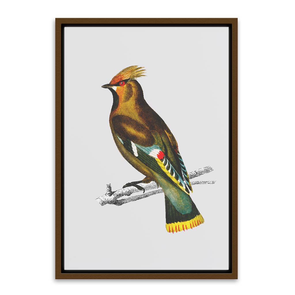 Bohemian waxwing Brown Canvas frame acrylic canvas Frames