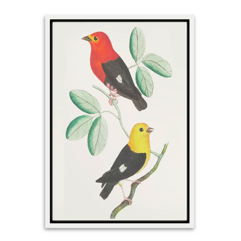 Colourful bird White Canvas frame acrylic canvas Frames