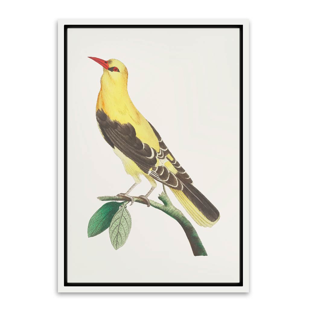 Golden Oriole Bird White Canvas frame acrylic canvas Frames