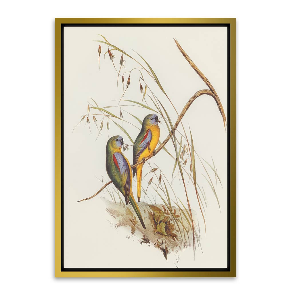 Baby parrot 1 Gold Canvas frame acrylic canvas Frames