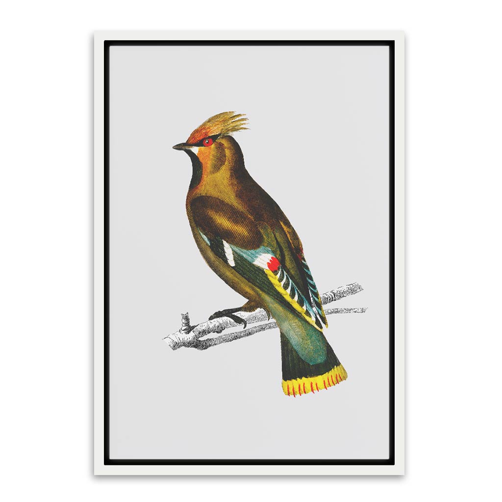 Bohemian waxwing White Canvas frame acrylic canvas Frames