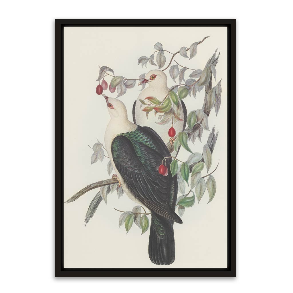 White Head Pigeon Black Canvas frame acrylic canvas Frames