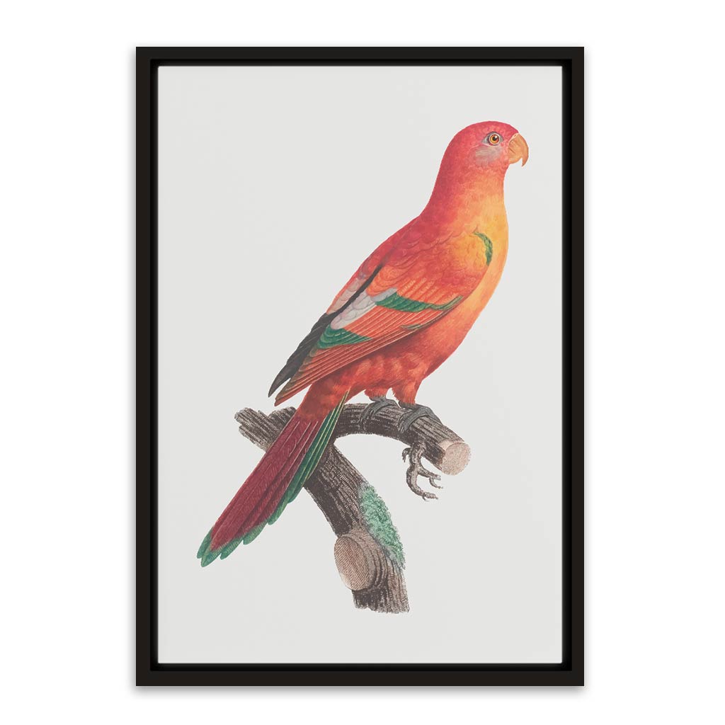 Shining Parrot Black Canvas frame acrylic canvas Frames