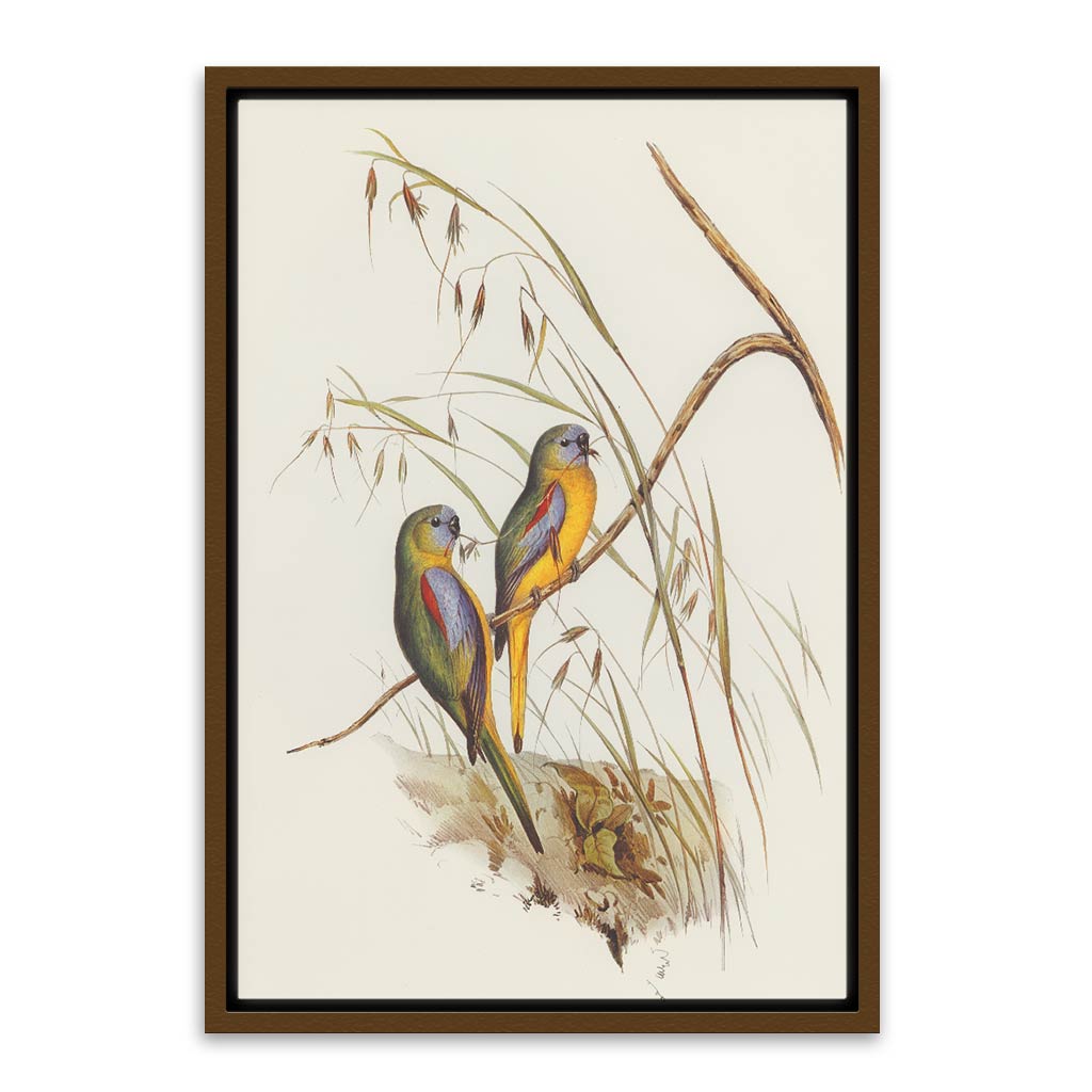 Baby parrot 1 Brown Canvas frame acrylic canvas Frames