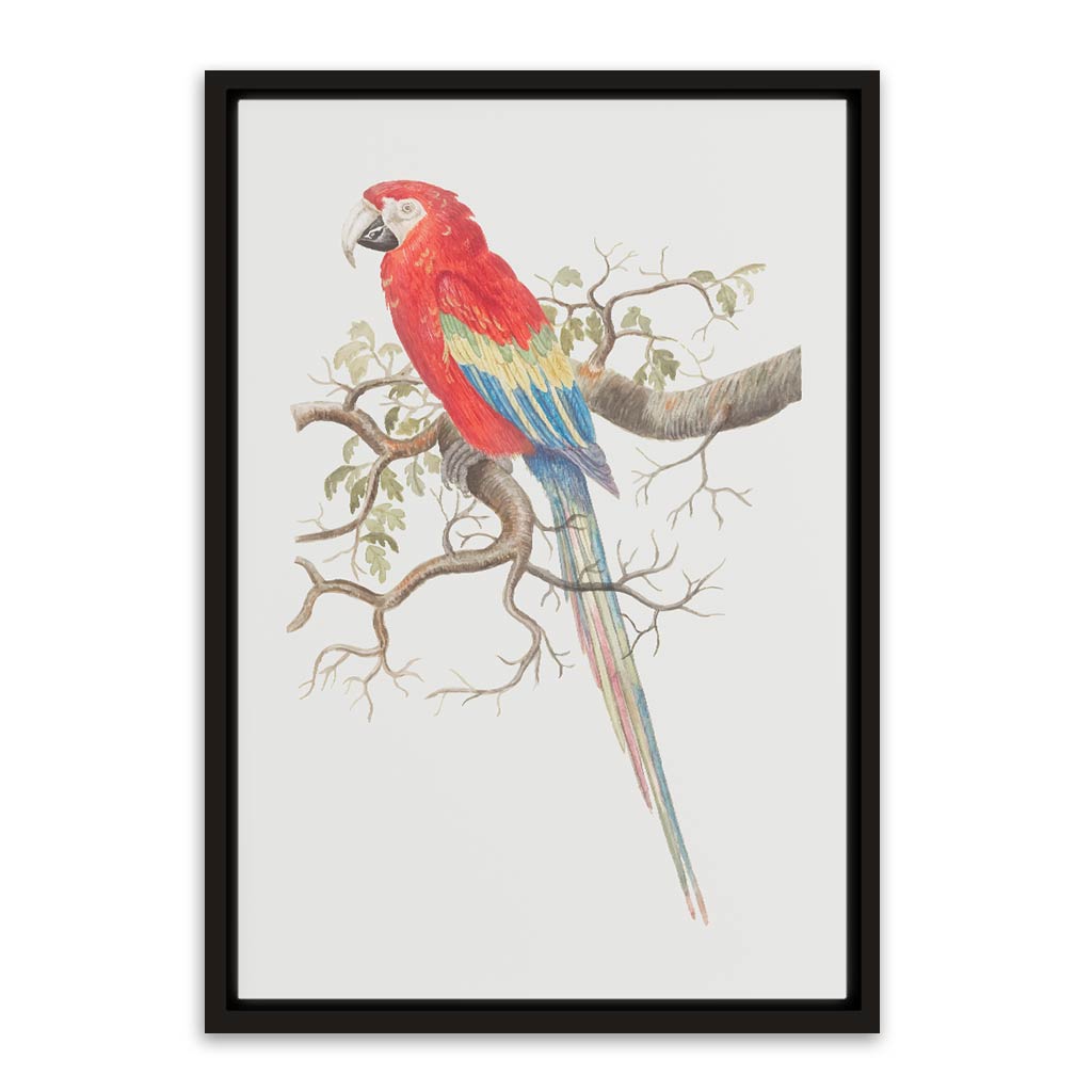 Parrot Black Canvas frame acrylic canvas Frames