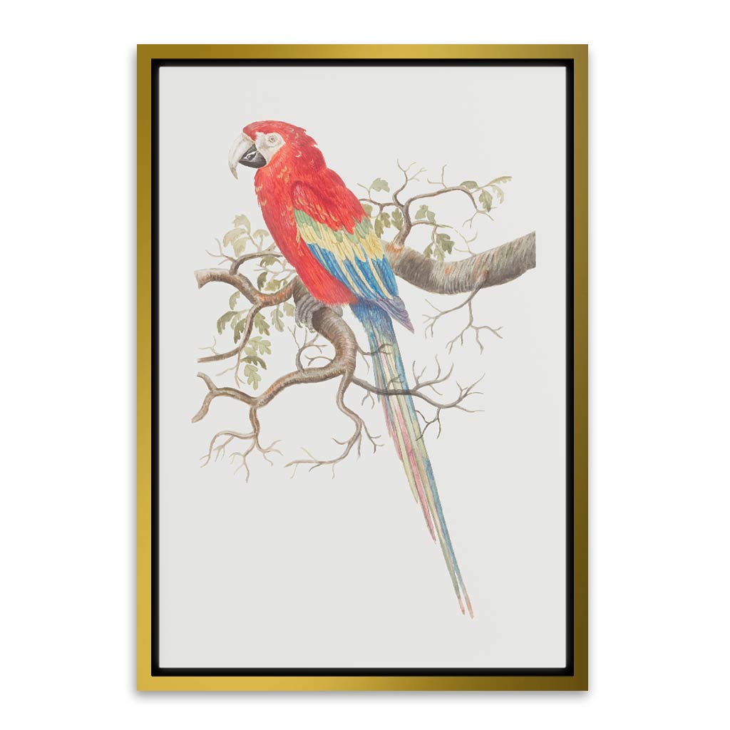 Parrot Gold Canvas frame acrylic canvas Frames