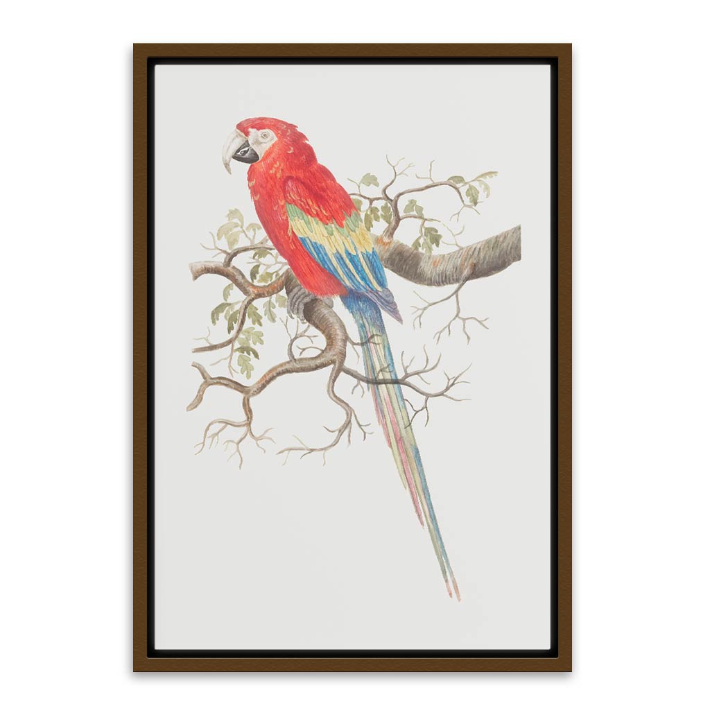 Parrot Brown Canvas frame acrylic canvas Frames