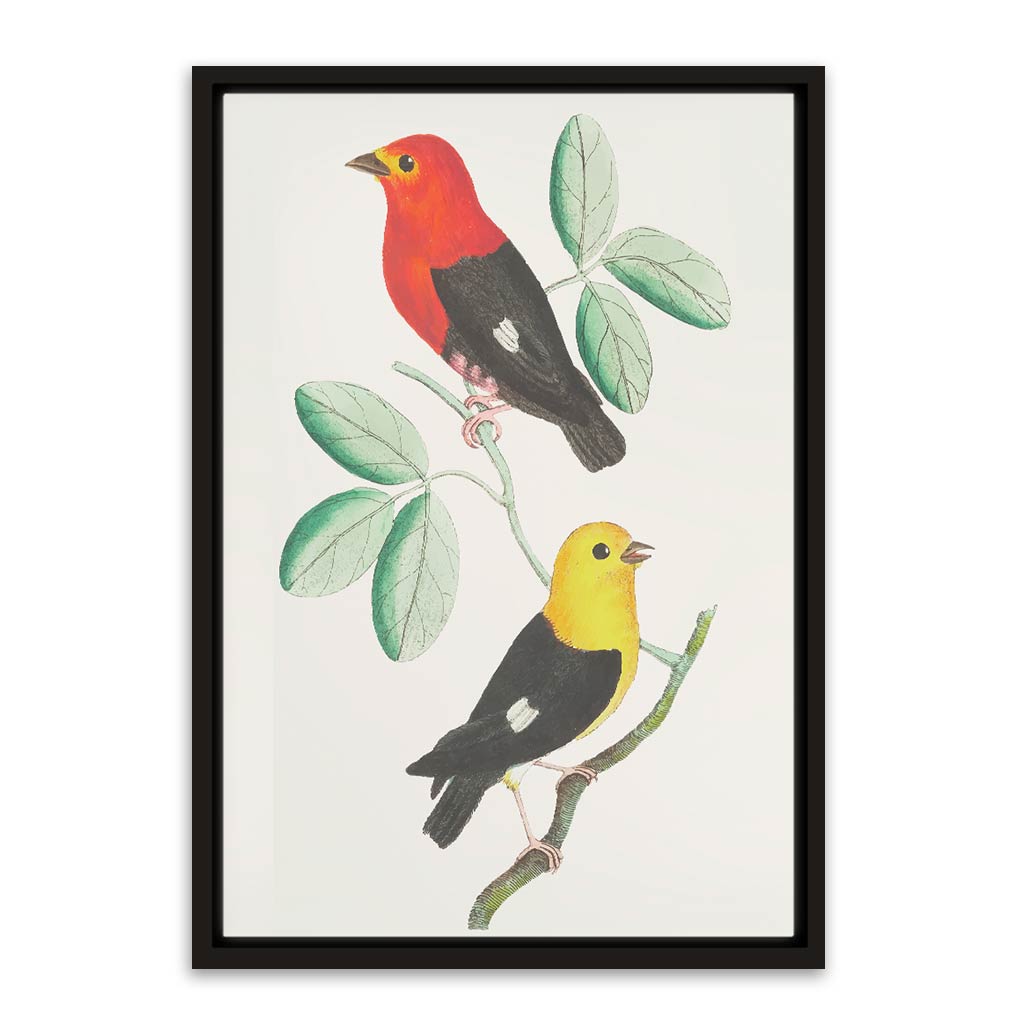 Colourful bird Black Canvas frame acrylic canvas Frames