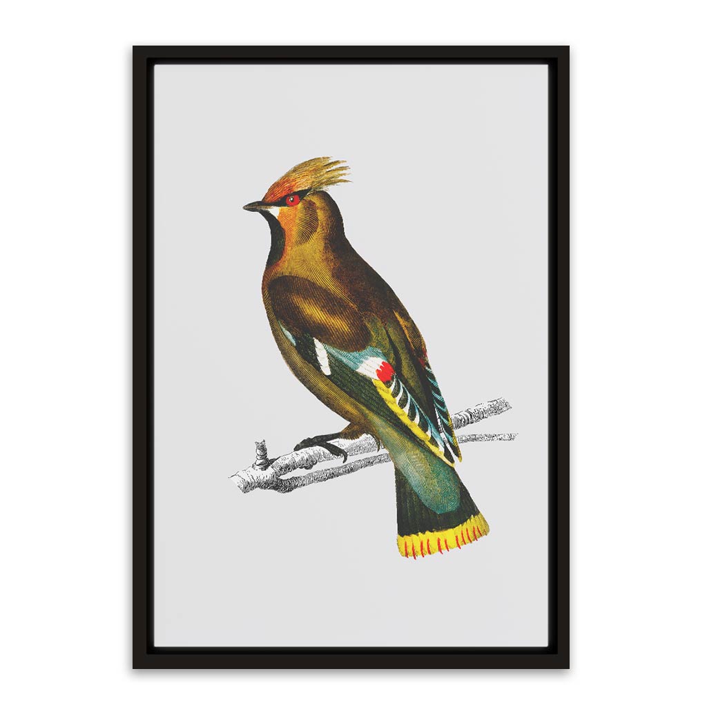 Bohemian waxwing Black Canvas frame acrylic canvas Frames