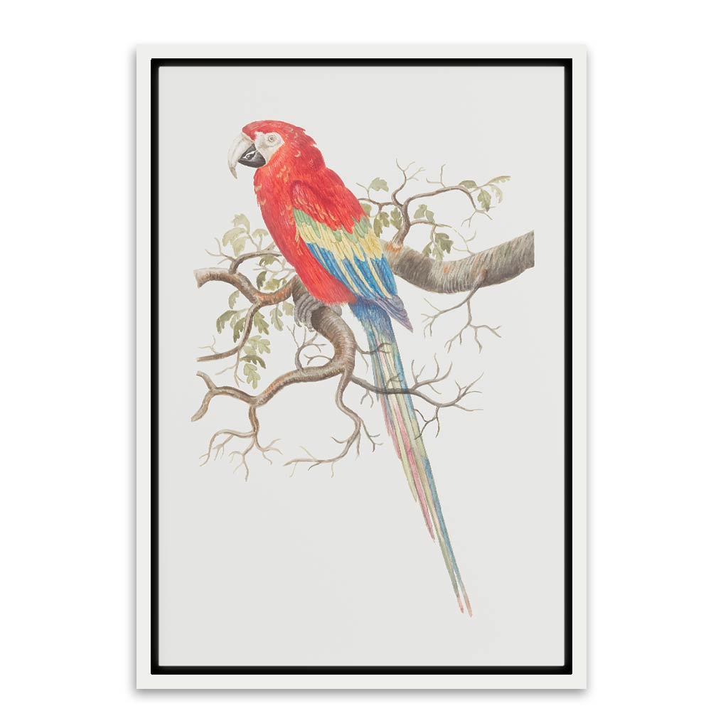 Parrot White Canvas frame acrylic canvas Frames