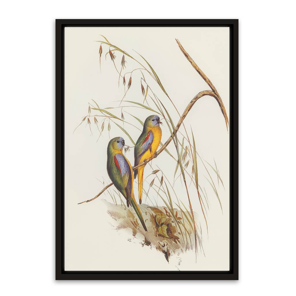 Baby parrot 1 Black Canvas frame acrylic canvas Frames