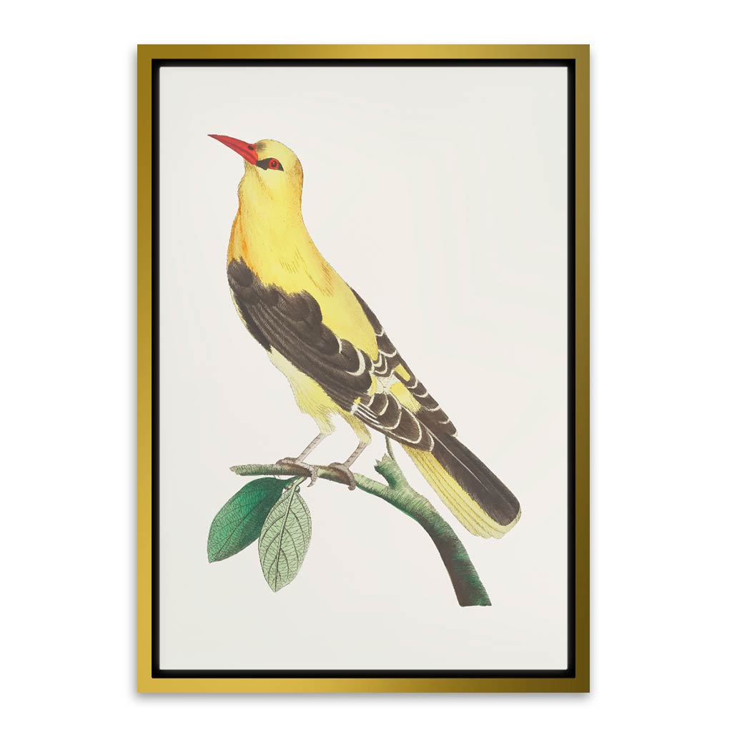 Golden Oriole Bird Gold Canvas frame acrylic canvas Frames