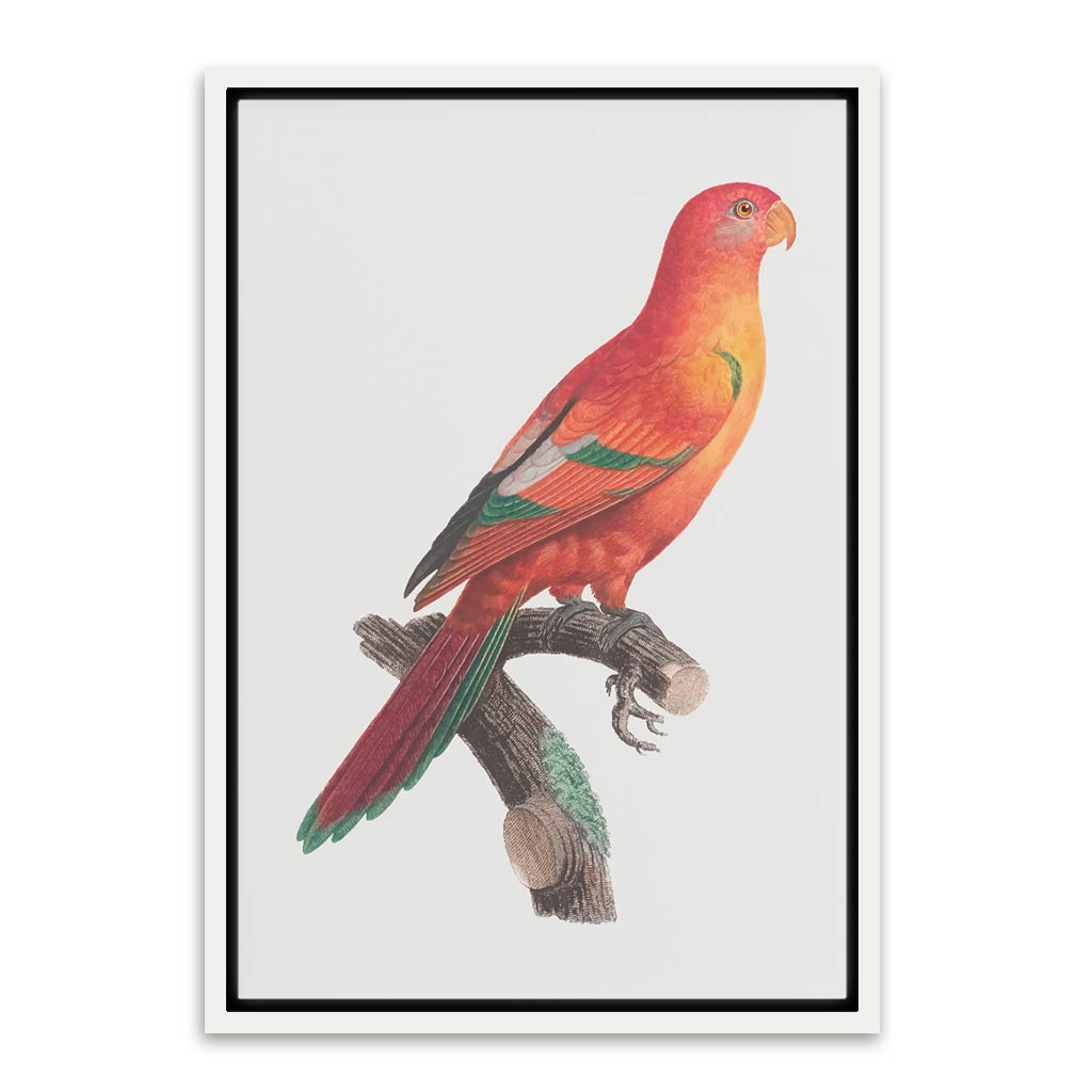 Shining Parrot White Canvas frame acrylic canvas Frames