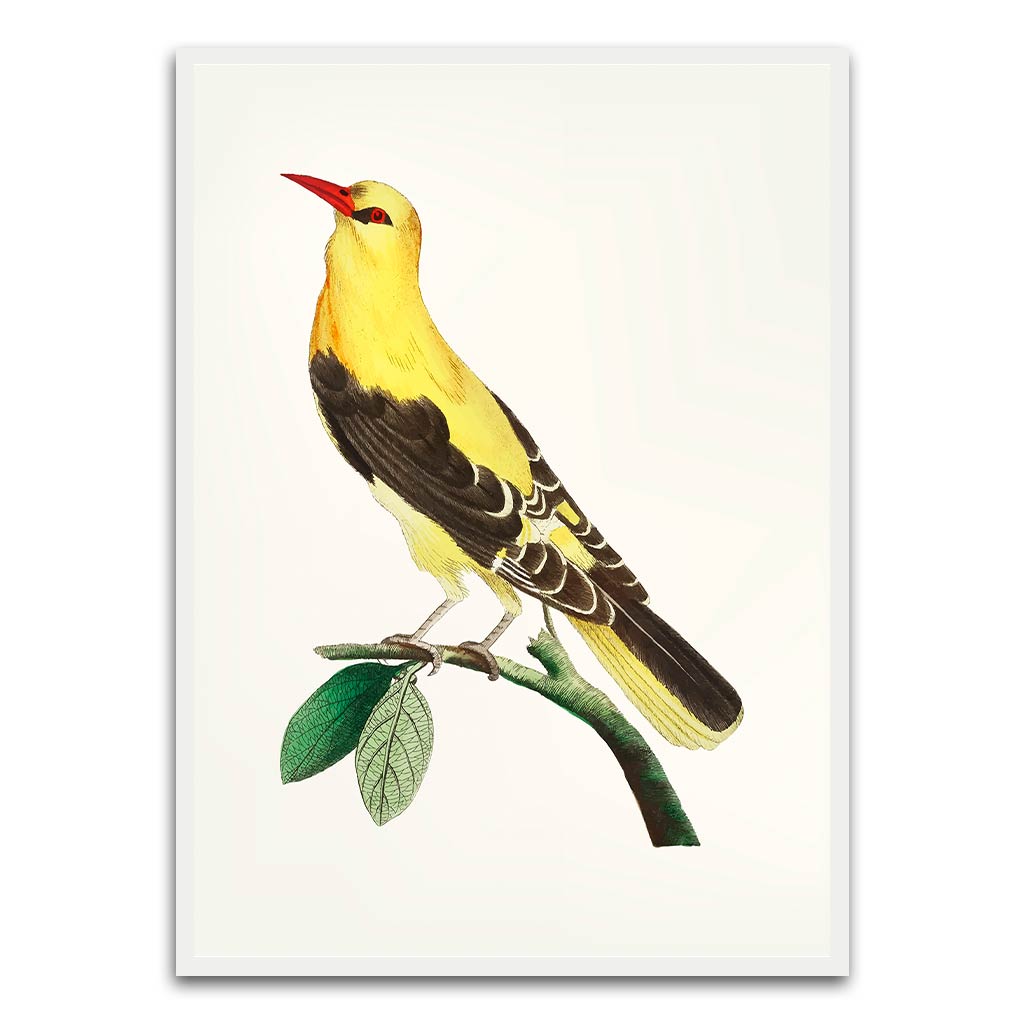 Golden Oriole Bird 140X187 cm acrylic canvas Frames