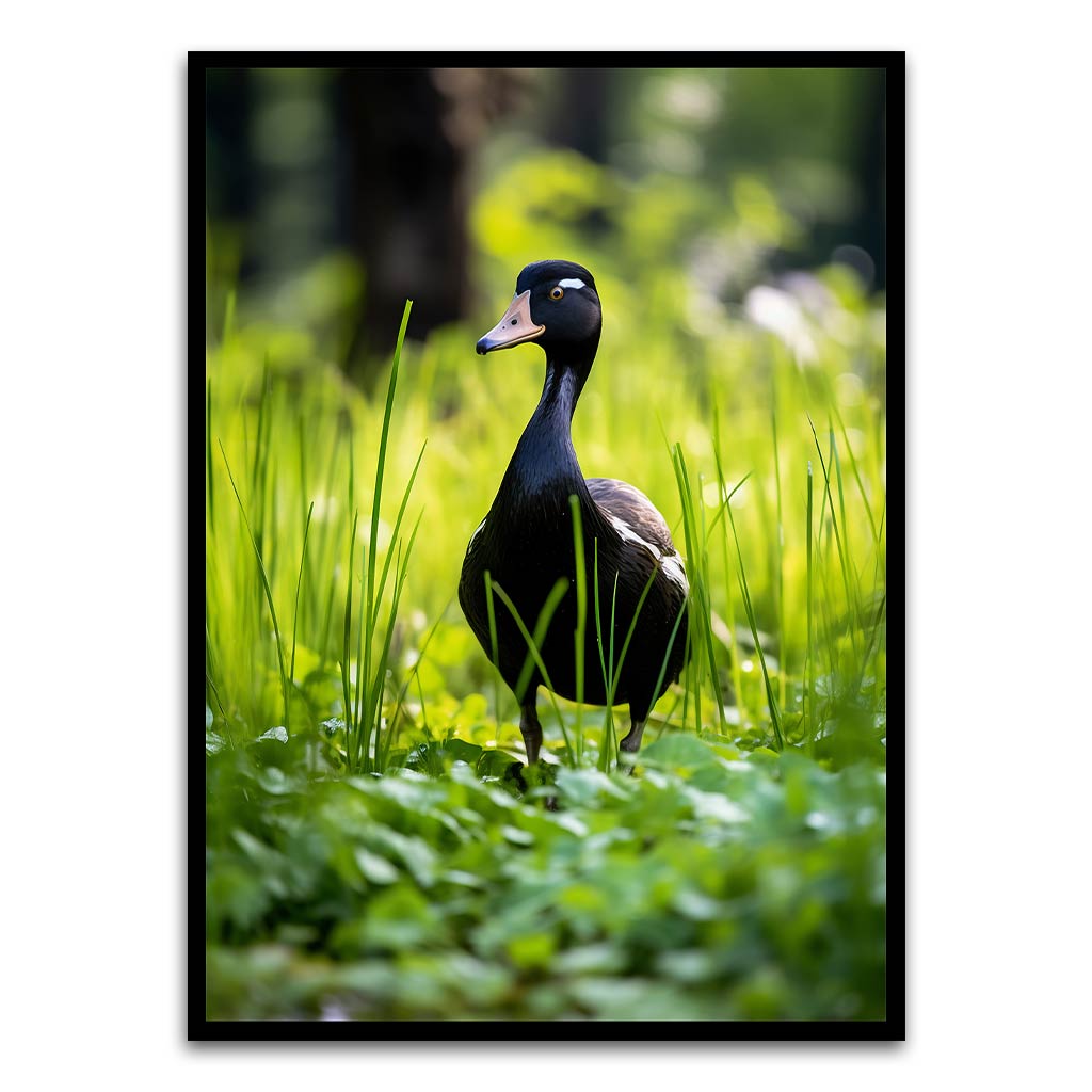 Duck Black Printed frame acrylic canvas Frames