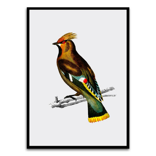 Bohemian waxwing Black Printed frame acrylic canvas Frames