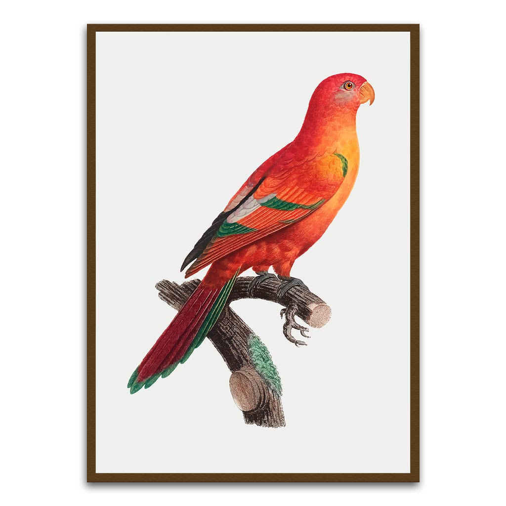 Shining Parrot Brown Printed frame acrylic canvas Frames