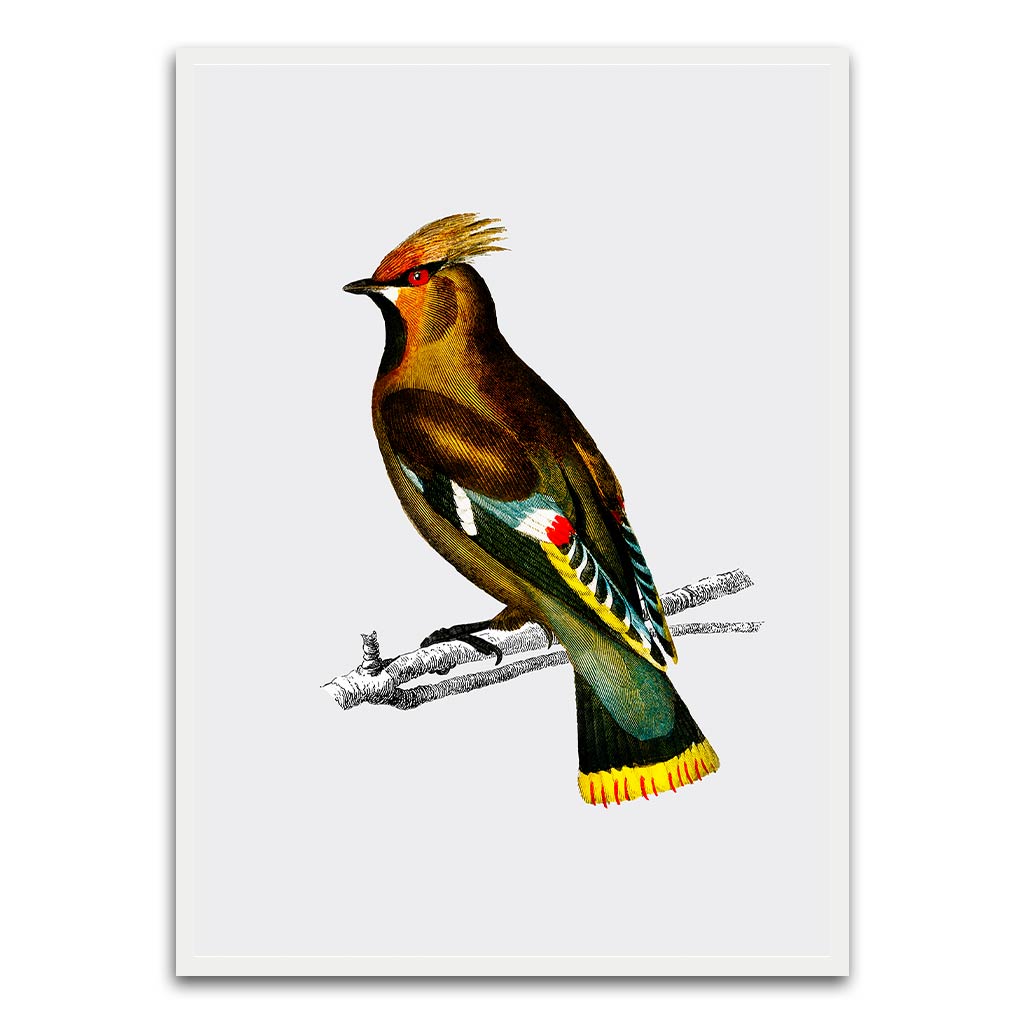 Bohemian waxwing White Printed frame acrylic canvas Frames