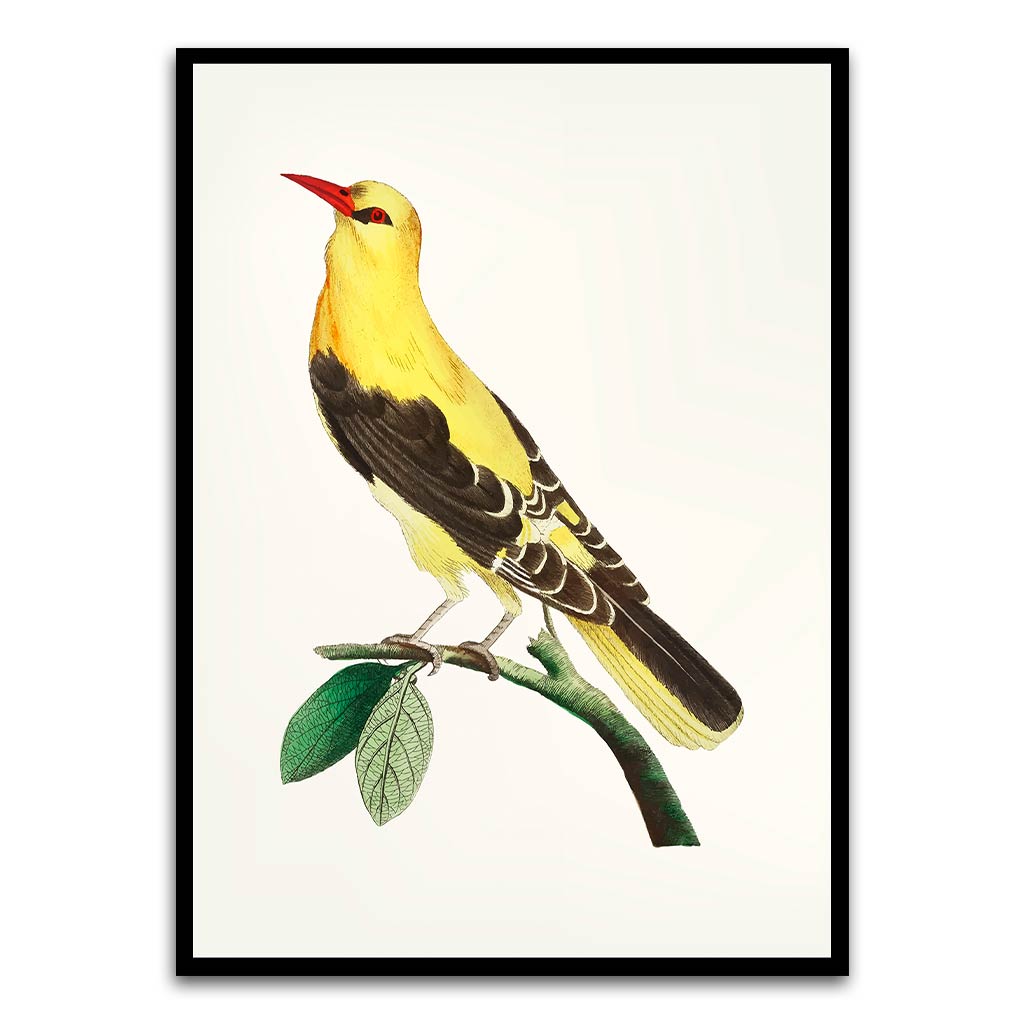 Golden Oriole Bird Black Printed frame acrylic canvas Frames